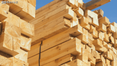 <b>2024年南方松木出口增加显著岁尾略有回落</b>